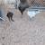 Chickens and roosters 20 thumbnail