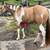 4 year old WSR gelding 2 thumbnail