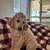 Rehoming Standard poodle puppies 1 thumbnail