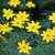 Perennials - Sun and Shade - Available til mid-October 15 thumbnail