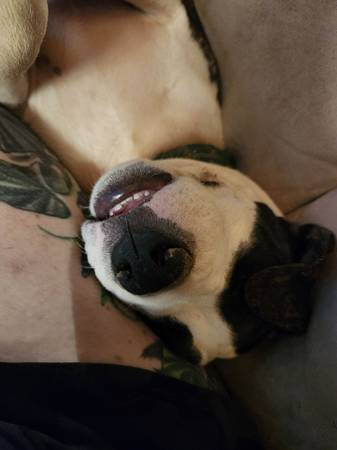 XL bully for rehoming (Bloomfield Mo)63612039435267123
