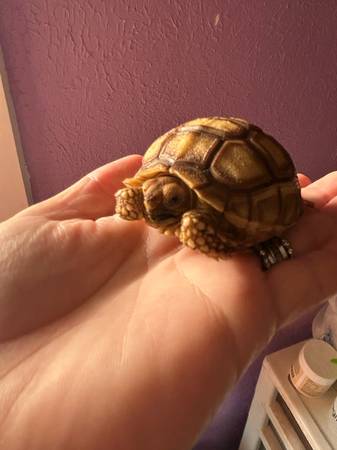 Tortuga Sulcata (Wichita Falls)63852007387777120