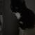 Cat 2 thumbnail