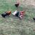 Roosters 2 thumbnail