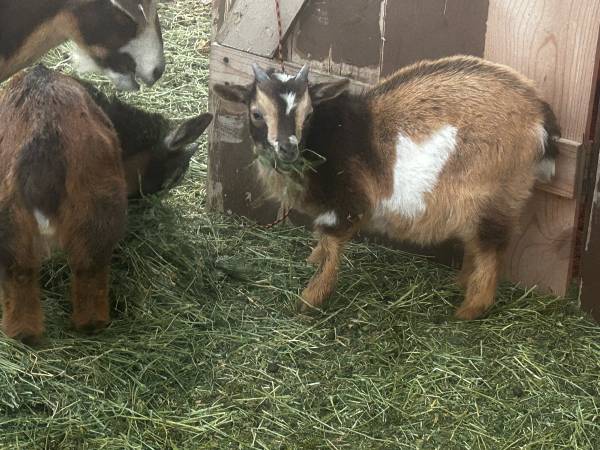 Nigerian Dwarf Bucklings 1
