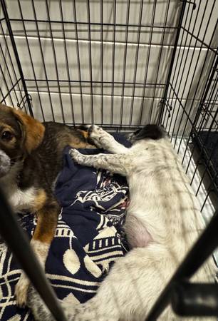 Puppy cage 1