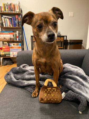 Chihuahua marrón perdido con rayas negras y hocico blanco.63848873578371122