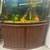 Fish and fish tank for sale 1 thumbnail
