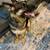 GSD re-home 1 thumbnail