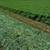 Quality Alfalfa Hay 5 thumbnail