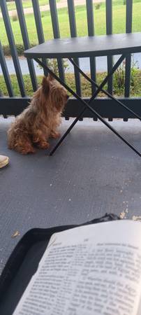 Yorkie terrain 1