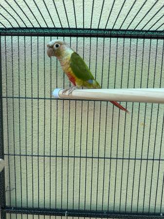 Pineapple green coure (san jose south)63836591487107120