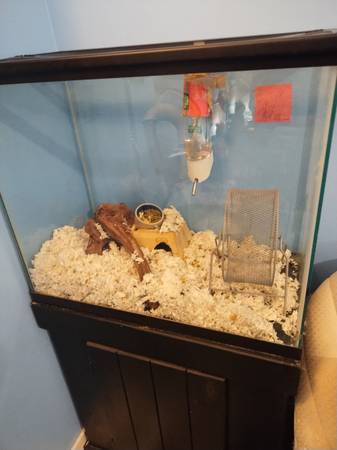 Rehoming 2 Gerbils, 1 year old 1