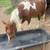 Two spotted gielding horses 5 thumbnail