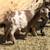 Dwarf Goat kid 6 thumbnail