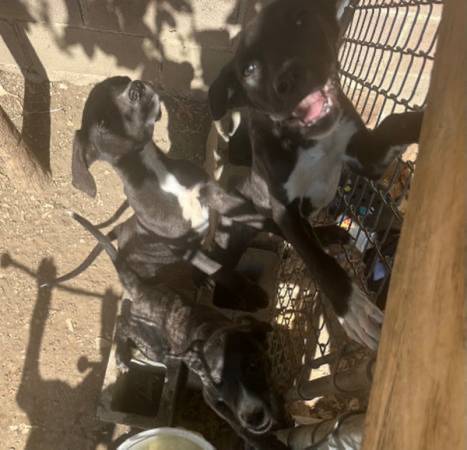 free puppy (Vallejo)63928842670338122