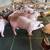 PIGS , MARRANOS FOR SALE 7 thumbnail