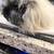 Guinea pig 1 thumbnail