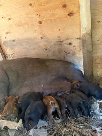 Piglets and Sows (Olympia)63942501622275122