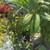 Plant sale Huge ! 7 thumbnail