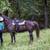 Tennessee Walker Mare 2 thumbnail