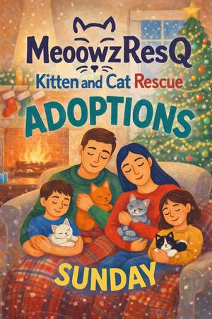Kitten Adoptions SUNDAY DEC 28th ~ Fountain Valley ~ Happy MEOW Year 1