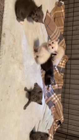 Kittens63927795614595123
