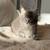 Mainecoon 15 thumbnail