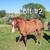 Quarter Horse Weanling Colts 8 thumbnail