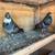 pigeon 2 thumbnail
