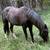 8-year-old mustang gelding 6 thumbnail