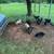 Kunekune piglets 3 thumbnail