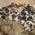 Kunekune Piglets 7 thumbnail