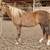 3 year old palomino blm mare 1 thumbnail