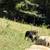Purebred Katahdin Hair Sheep Looking For New Pastures 20 thumbnail