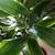Healthy plant in a ceramic pot 5 thumbnail