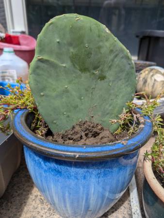 Cactus in ceramic pot 1