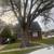 TREE TRIMMING NEEDED – BIRMINGHAM, MI 1 thumbnail