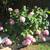 Healthy very large hydrangeas in a large resin planter 2 thumbnail