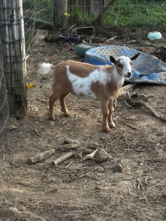 11 Nigerian Dwarf herd mostly registered gosts 1
