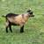 Nigerian dwarf goat 2 thumbnail