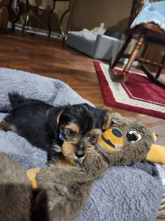 Yorkies (Horse Cave)63663775028737121