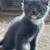 Barn kittens 9 thumbnail
