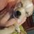 Full blooded apple head chihuahua puppy 2 thumbnail