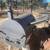 Massive BBQ Hog Pit Meat Smoker 2 thumbnail