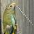 Birds 3 thumbnail