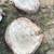Cottonwood Round Slabs 23 thumbnail