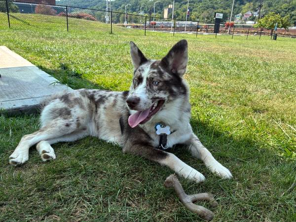 Husky/Australian shepherd needing home (Bluefield)63667748577539123