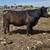 Black Angus Cows 1 thumbnail