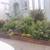 ARNULFO CANO Gardening Services (Best prices in the area) 10 thumbnail